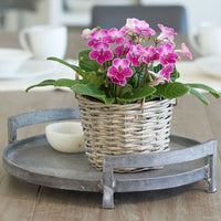 Cape Primrose Ladyslippers 'Strawberry Ice' (Streptocarpus) - Ladybird Nursery