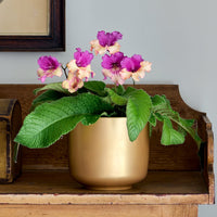 Cape Primrose Ladyslippers 'Yellow Pink' (Streptocarpus) - Ladybird Nursery