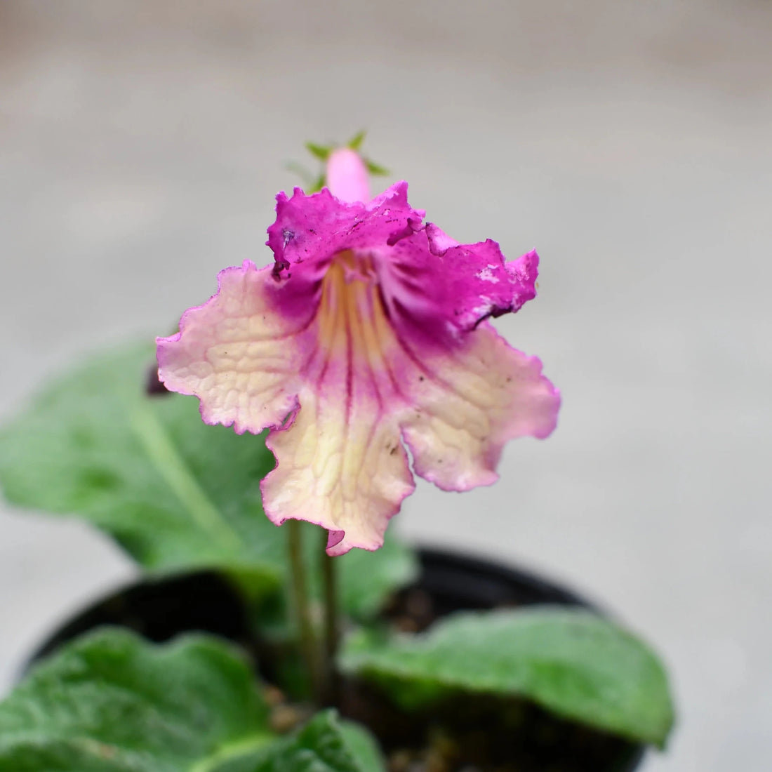 Cape Primrose Ladyslippers 'Yellow Pink' (Streptocarpus) - Ladybird Nursery