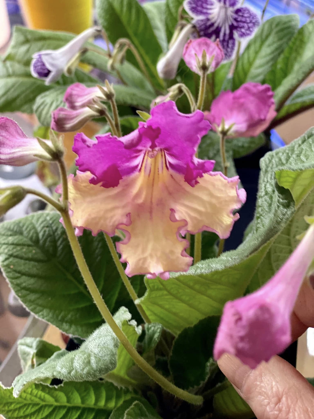 Cape Primrose Ladyslippers 'Yellow Pink' (Streptocarpus) - Ladybird Nursery