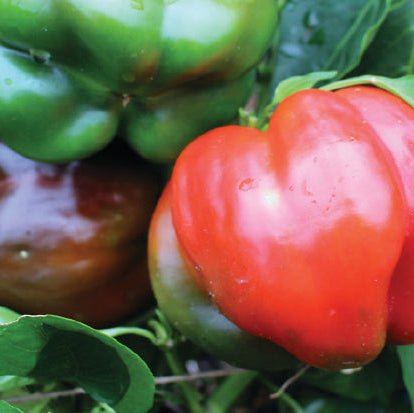 Capsicum 'California Wonder' - Ladybird Nursery
