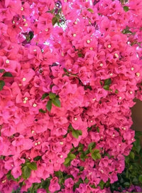 Bougainvillea Clifton Carnival (Bougainvillea glabra)