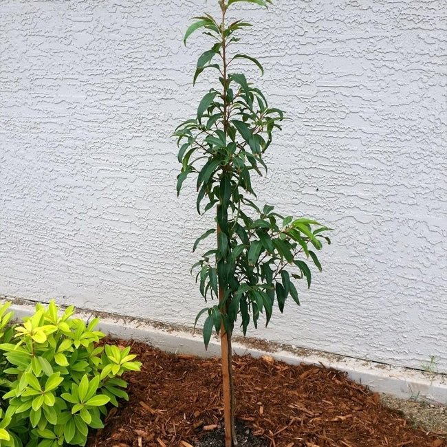 Capulin Cherry - Ladybird Nursery