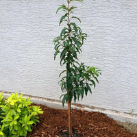 Capulin Cherry - Ladybird Nursery