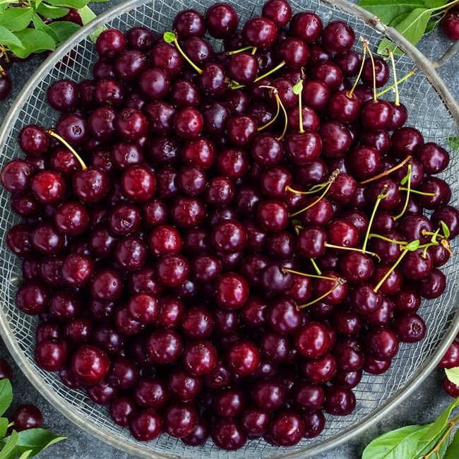 Capulin Cherry - Ladybird Nursery