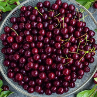 Capulin Cherry - Ladybird Nursery