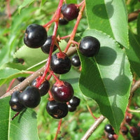 Capulin Cherry - Ladybird Nursery