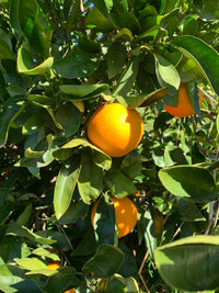 Dwarf Cara Cara Orange (QLD Only)