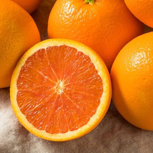 Orange 'Cara Cara' 300mm (PICKUP ONLY) - Ladybird Nursery