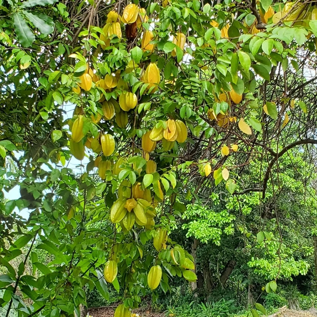 Carambola Starfruit Arkin