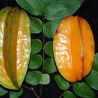 Carambola Starfruit Arkin
