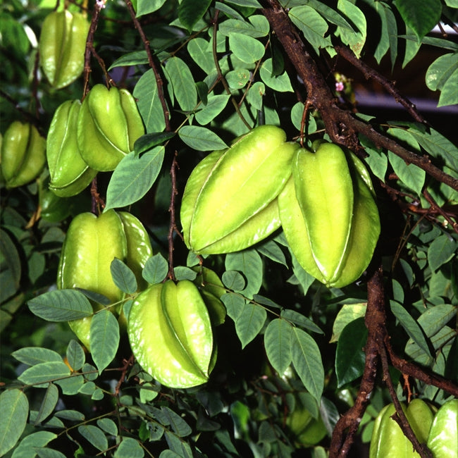 Carambola Starfruit Arkin--Grafted