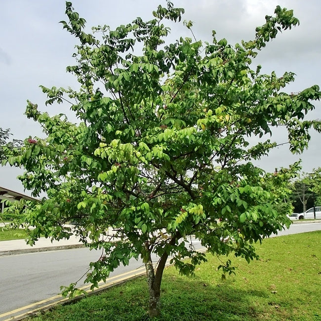 Carambola Starfruit Giant Siam
