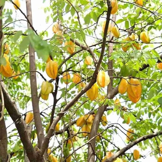 Carambola Starfruit Giant Siam