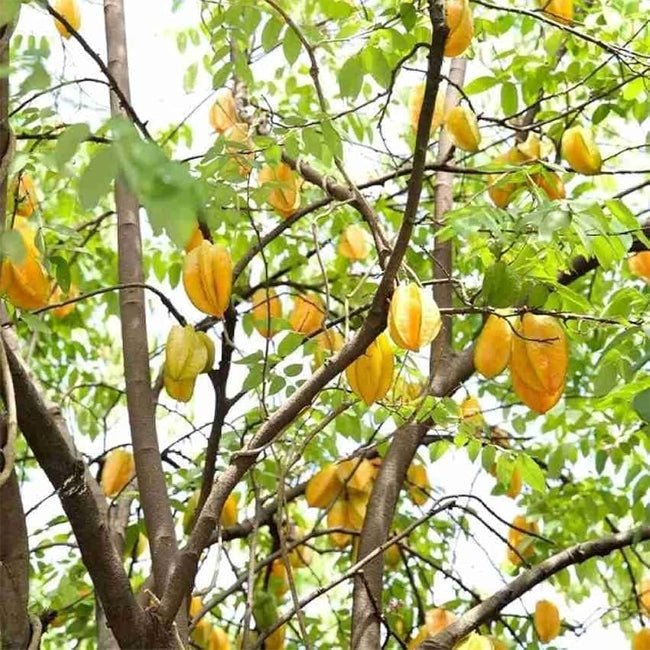 Carambola Starfruit Giant Siam - Ladybird Nursery