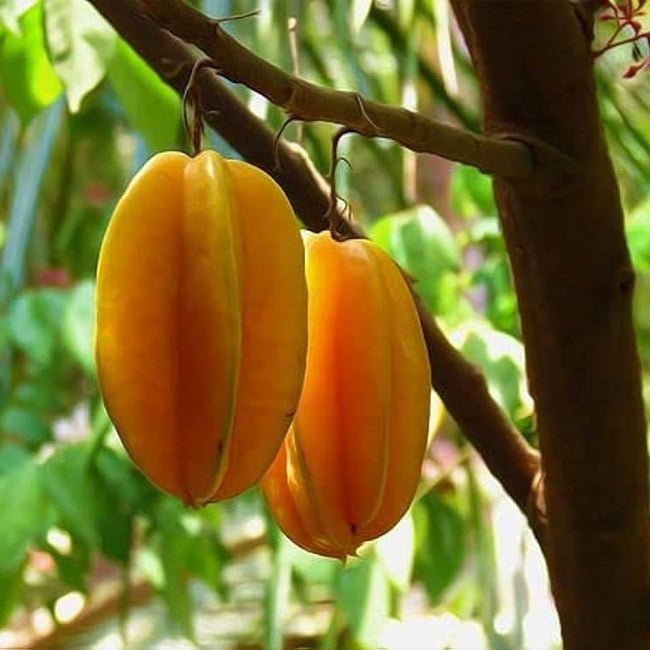 Carambola Starfruit Giant Siam - Ladybird Nursery