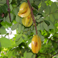 Carambola Starfruit Fwang Tung--Grafted