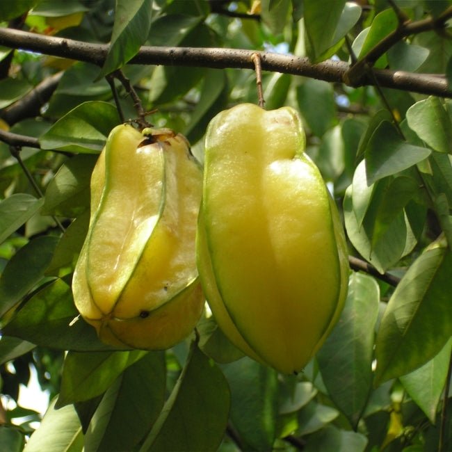 Carambola Starfruit Fwang Tung - Grafted - Ladybird Nursery