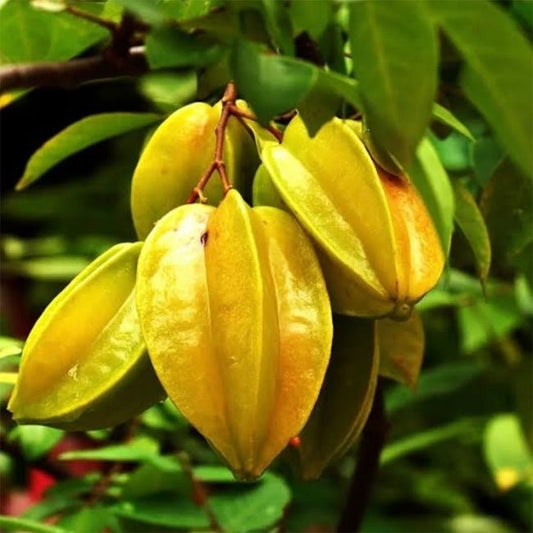 Carambola Starfruit Fwang Tung - Grafted - Ladybird Nursery