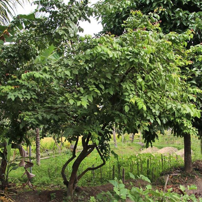 Carambola Starfruit Kary Seedling - Ladybird Nursery