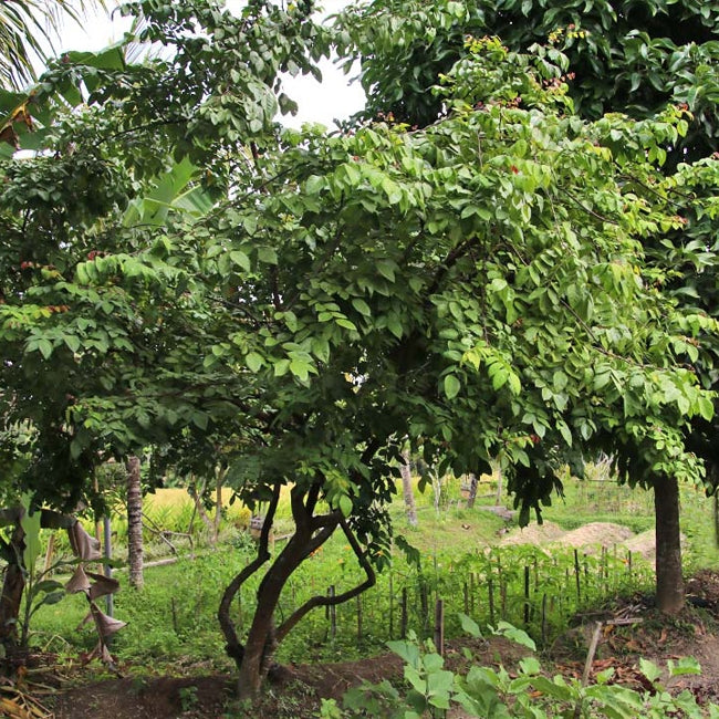 Carambola Starfruit Kary Seedling