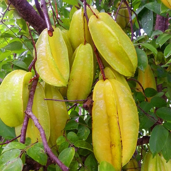 Carambola Starfruit Kary Seedling - Ladybird Nursery
