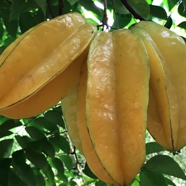 Carambola Starfruit Kary Seedling - Ladybird Nursery