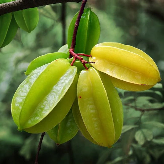 Carambola Starfruit Kary Seedling - Ladybird Nursery