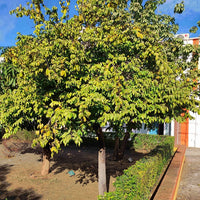 Carambola Starfruit Thai Knight--Grafted