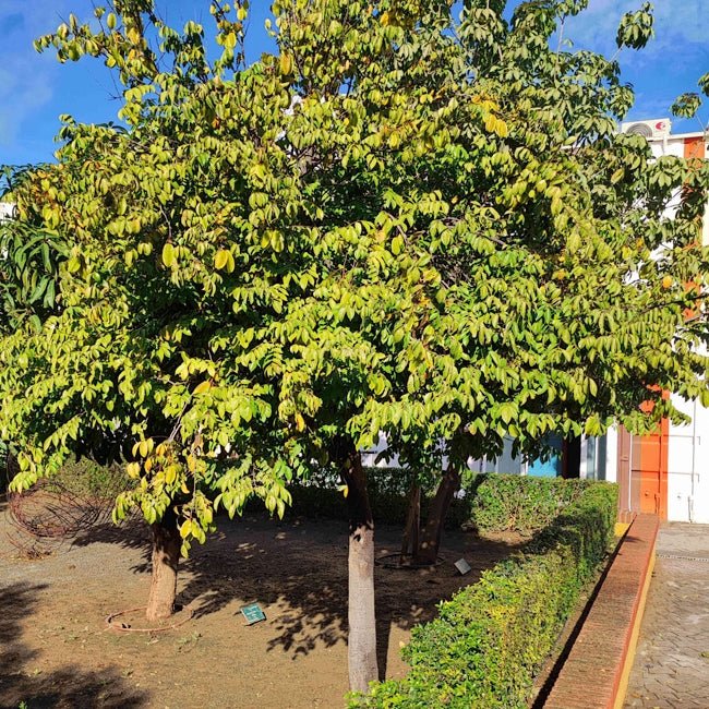 Starfruit 'Thai Knight' (Carambola) - Ladybird Nursery