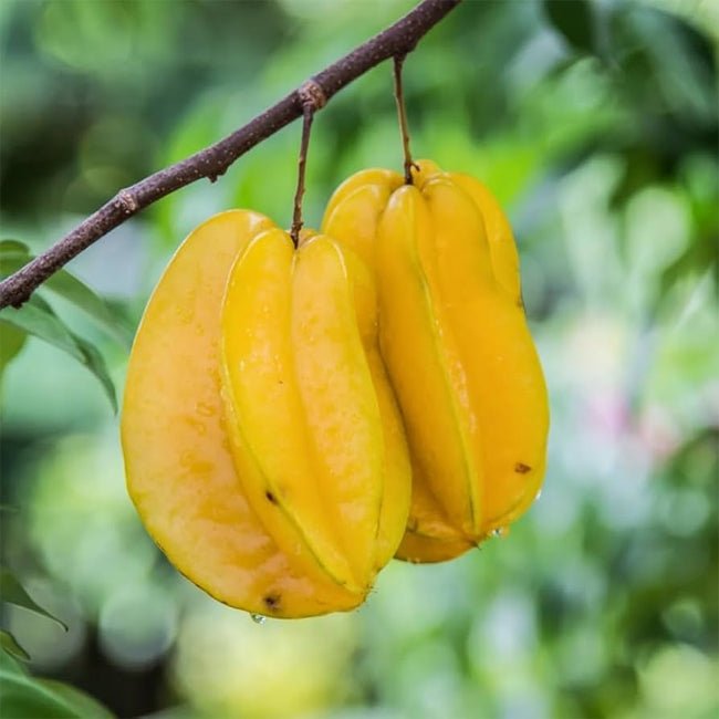 Starfruit 'Thai Knight' (Carambola) - Ladybird Nursery
