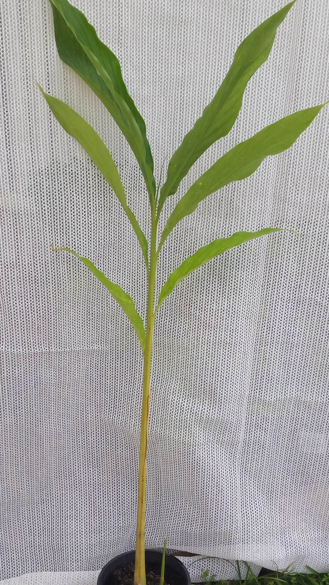 Caradamon Spice (Elettaria cardamomum)