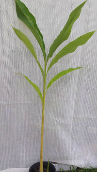 Caradamon Spice (Elettaria cardamomum)