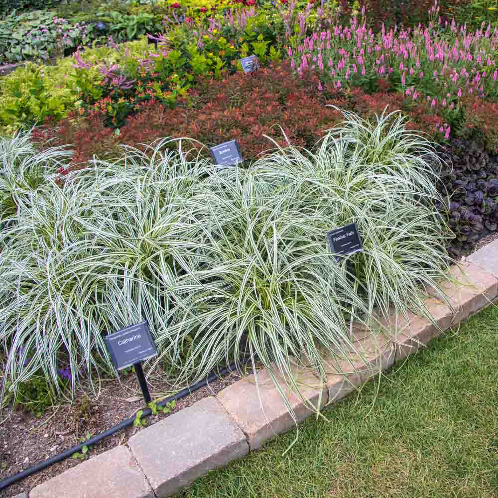 Carex 'Feather Falls'