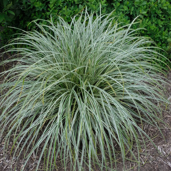 Carex 'Feather Falls'