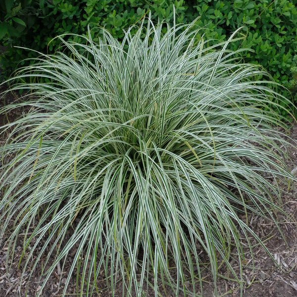 Carex 'Feather Falls' - Ladybird Nursery