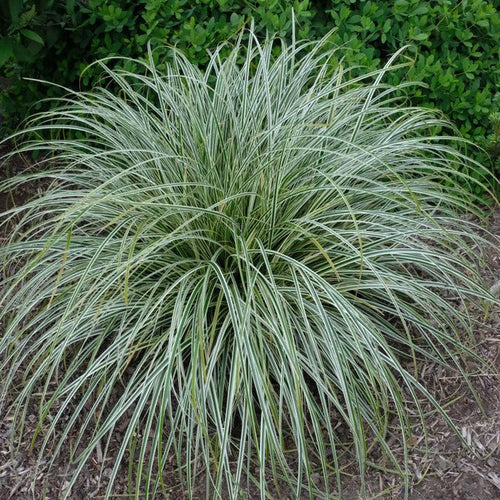 Carex 'Feather Falls' - Ladybird Nursery