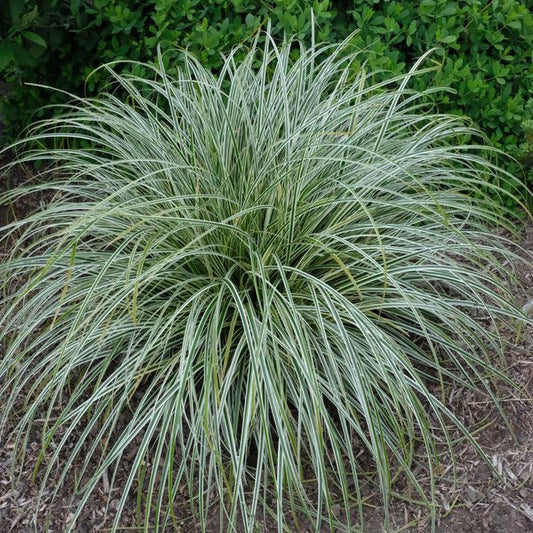 Carex 'Feather Falls' - Ladybird Nursery