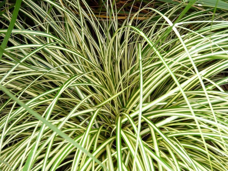 Sedge Ever Gold (Carex oshimensis) - Ladybird Nursery