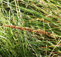 Tall Sedge (Carex appressa) - Ladybird Nursery