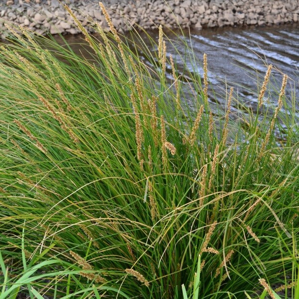 Tall Sedge (Carex appressa)