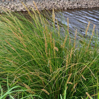 Tall Sedge (Carex appressa) - Ladybird Nursery