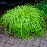 Sedge Everillo (Carex oshimensis) - Ladybird Nursery