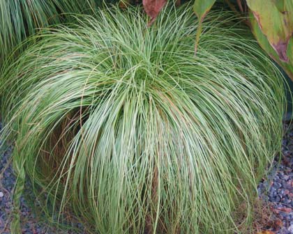 Sedge Frosted Curls (Carex) - Ladybird Nursery