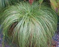 Sedge Frosted Curls (Carex)