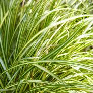 Carex 'Moon Falls' - Ladybird Nursery