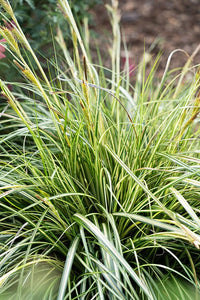 Carex 'Moon Falls' - Ladybird Nursery