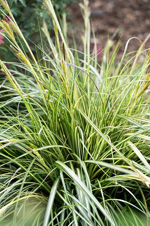 Carex 'Moon Falls' - Ladybird Nursery
