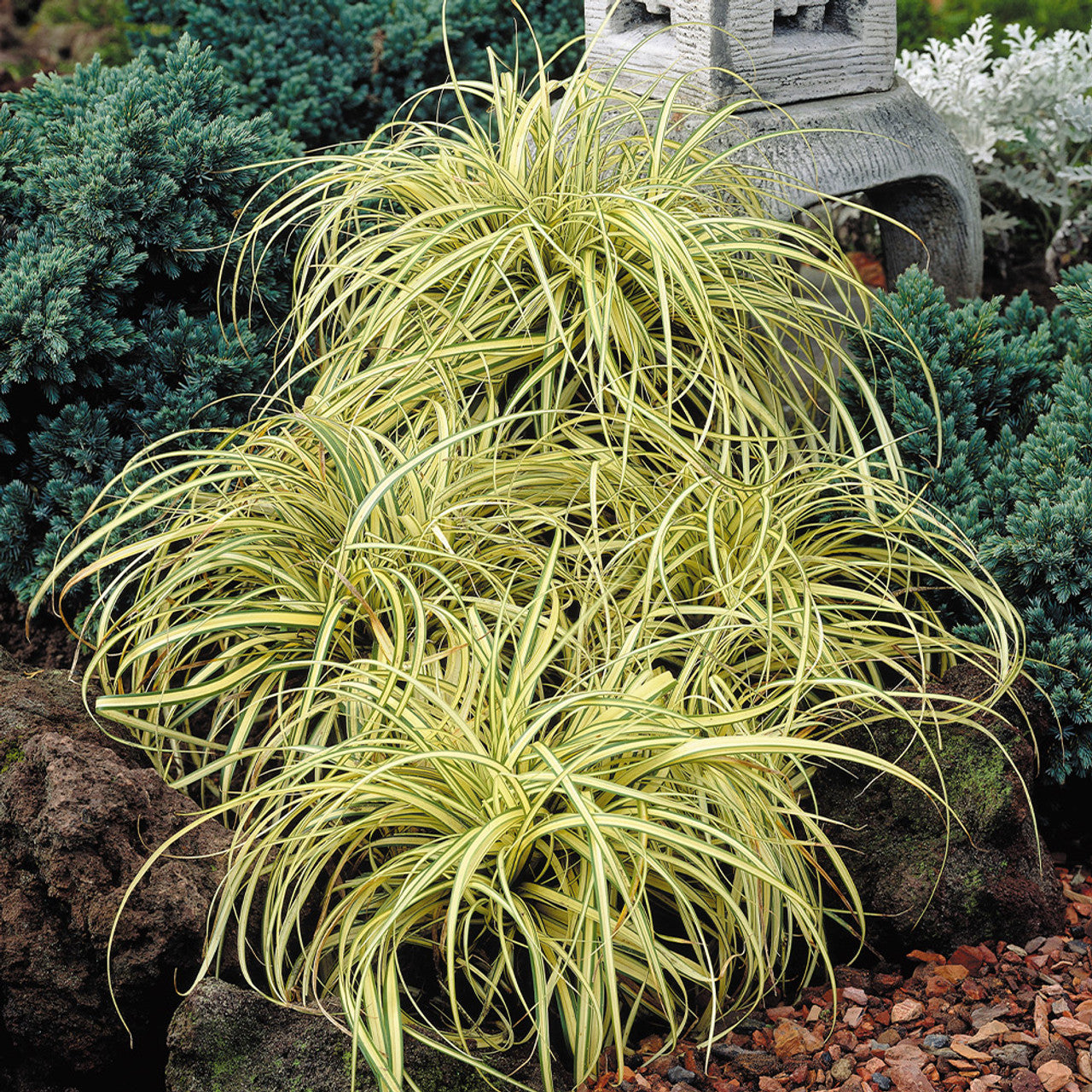Sedge Ever Gold (Carex oshimensis)