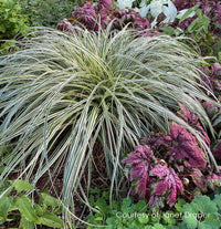 Carex 'Feather Falls' - Ladybird Nursery